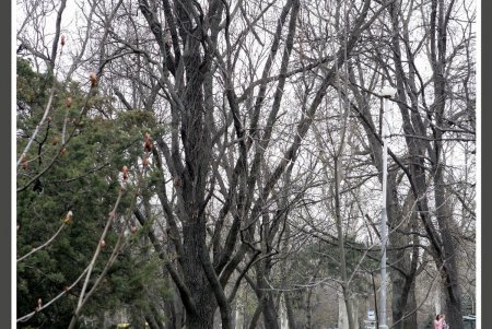 «Дикую» часть дендропарка Победы приобщат к цивилизации  (фоторепортаж)