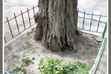 Одесса центральная, но не совсем туристическая (фоторепортаж)