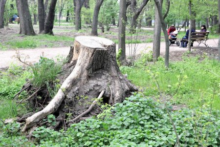 Преображенский парк на «костистой» основе (фоторепортаж)