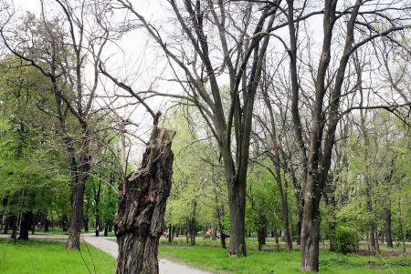Преображенский парк на «костистой» основе (фоторепортаж)