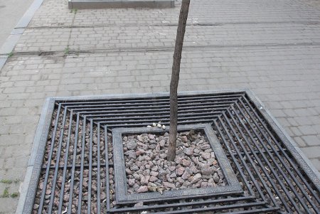 Одесские деревья общественно «окультуривают» (фоторепортаж)