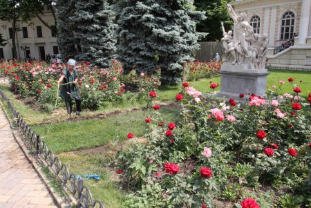 Лаокоона с сыновьями защитят розами (фоторепортаж)