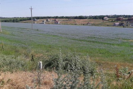 Под Одессой зацвели поля голубого льна  (фото)