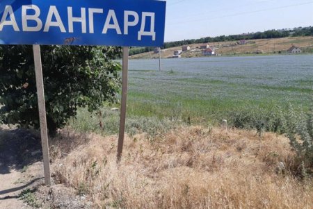 Под Одессой зацвели поля голубого льна  (фото)