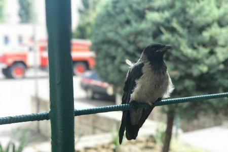 У спасателей Одесчины появился летающий умный Гидрант? (фоторепортаж)