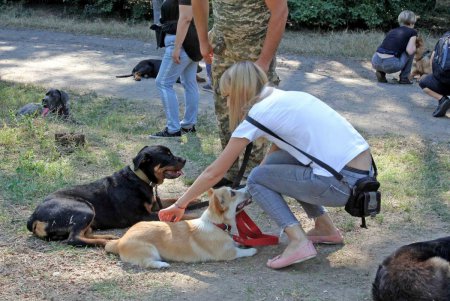 В Дюковском парке открылась площадка для выгула собак (фоторепортаж)