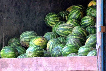 В Одессе проверят точки по продаже бахчевых (фото)