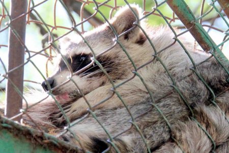 Проявить любовь к животным можно, став их опекуном в Одесском зоопарке