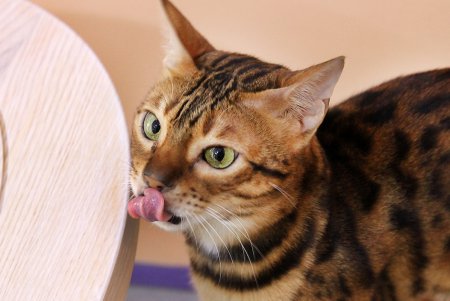 Одесская КОТейня (фоторепортаж)