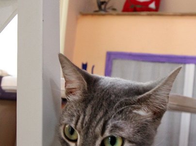 Одесская КОТейня (фоторепортаж)