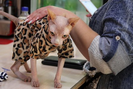 Одесская КОТейня (фоторепортаж)