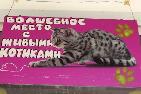 Одесская КОТейня (фоторепортаж)
