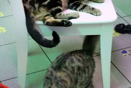 Одесская КОТейня (фоторепортаж)