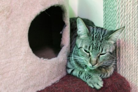 Одесская КОТейня (фоторепортаж)