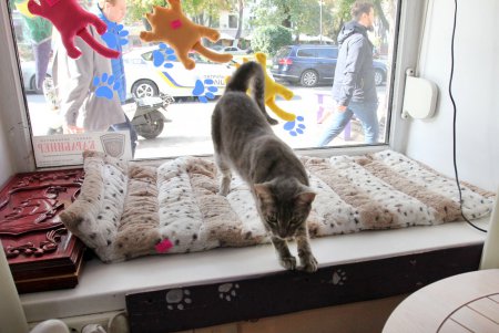Одесская КОТейня (фоторепортаж)