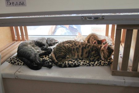Одесская КОТейня (фоторепортаж)
