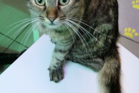 Одесская КОТейня (фоторепортаж)