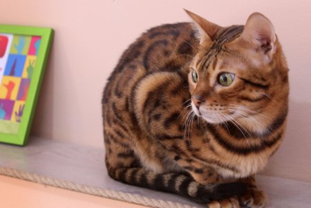 Одесская КОТейня (фоторепортаж)