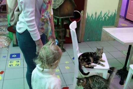 Одесская КОТейня (фоторепортаж)