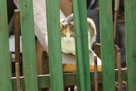 Колоритные дворы Пересыпи (фоторепортаж)