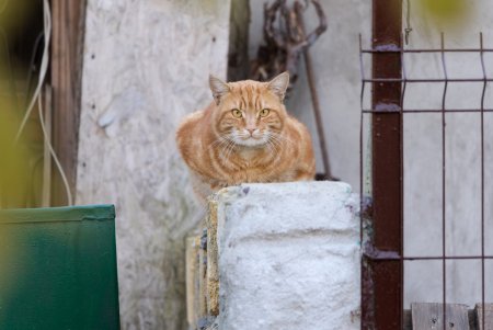 Колоритные дворы Пересыпи (фоторепортаж)
