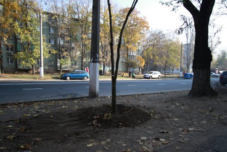 На одесских Черемушках высадили новые деревья (фото)