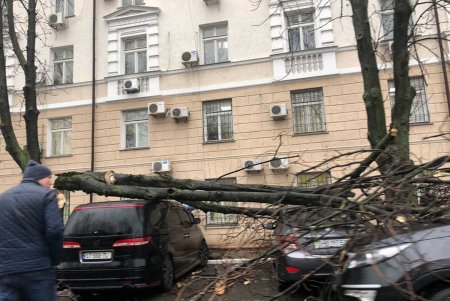 На улице Семинарской дерево упало на припаркованные авто (фото)