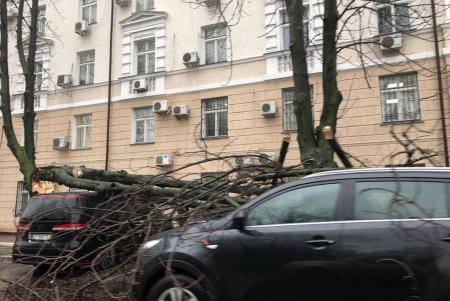 На улице Семинарской дерево упало на припаркованные авто (фото)