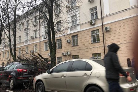 На улице Семинарской дерево упало на припаркованные авто (фото)