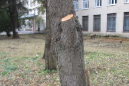 На территории одесского техникума незаконно вырубили деревья (фото)
