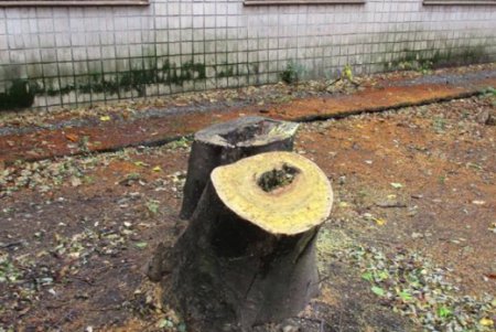 На территории одесского техникума незаконно вырубили деревья (фото)
