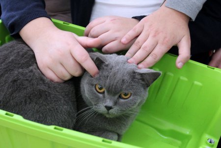 В одесской школе прошла выставка домашних животных (фото)