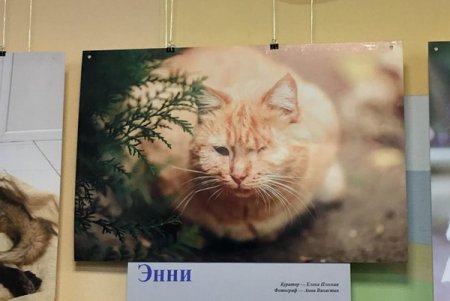 «Не за глаза, а за душу»: открытие фотовыставки, посвященной спасенным животным (фото)