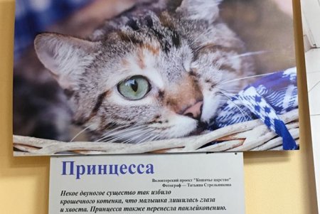 «Не за глаза, а за душу»: открытие фотовыставки, посвященной спасенным животным (фото)