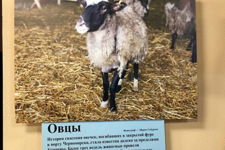 «Не за глаза, а за душу»: открытие фотовыставки, посвященной спасенным животным (фото)