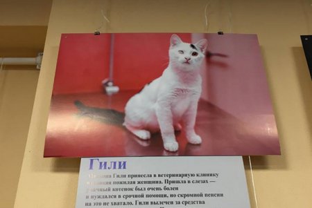 «Не за глаза, а за душу»: открытие фотовыставки, посвященной спасенным животным (фото)