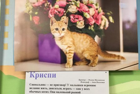 «Не за глаза, а за душу»: открытие фотовыставки, посвященной спасенным животным (фото)