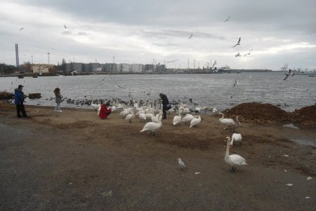 На паромную переправу под Одессой слетаются зимовать лебеди (фото)