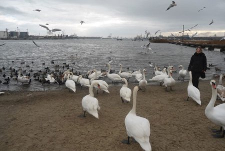 На паромную переправу под Одессой слетаются зимовать лебеди (фото)