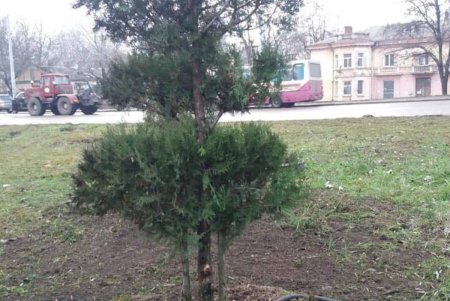 Коммунальщики продолжают работы по озеленению города (фото) 