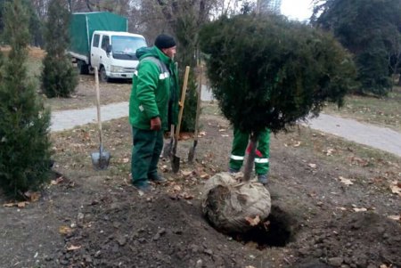 Коммунальщики продолжают работы по озеленению города (фото) 