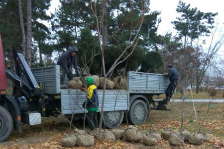 Коммунальщики продолжают работы по озеленению города (фото) 
