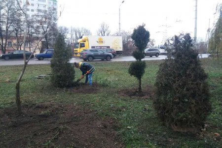 Коммунальщики продолжают работы по озеленению города (фото) 