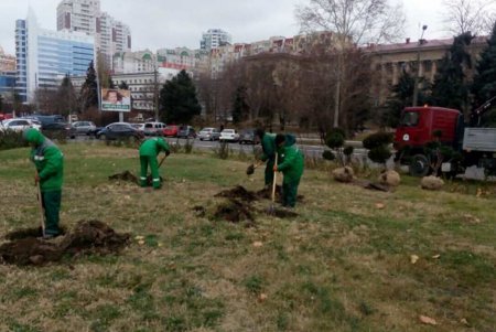 Коммунальщики продолжают работы по озеленению города (фото) 