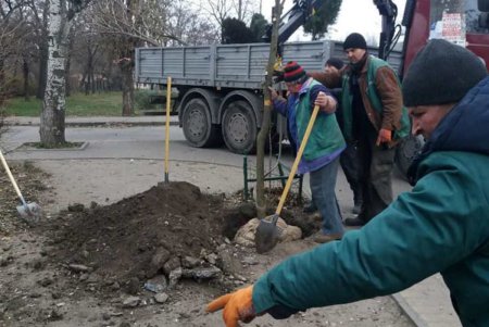 Коммунальщики продолжают работы по озеленению города (фото) 