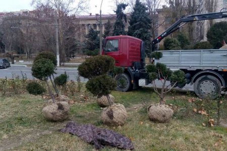 Коммунальщики продолжают работы по озеленению города (фото) 