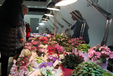 В Одессе проходит выставка фиалок и хищных растений (фоторепортаж) 