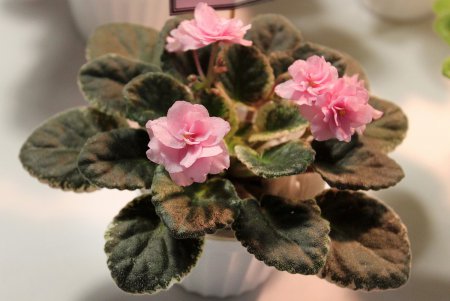 В Одессе проходит выставка фиалок и хищных растений (фоторепортаж) 