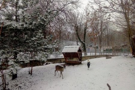 Одесситов просят в холода помогать замерзающим животным и птицам