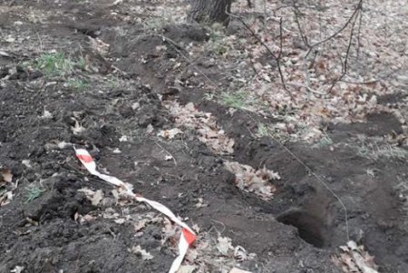 На месте будущего центра для собак деревья вырубать не будут - городские экологи